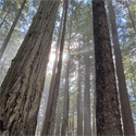 Redwoods