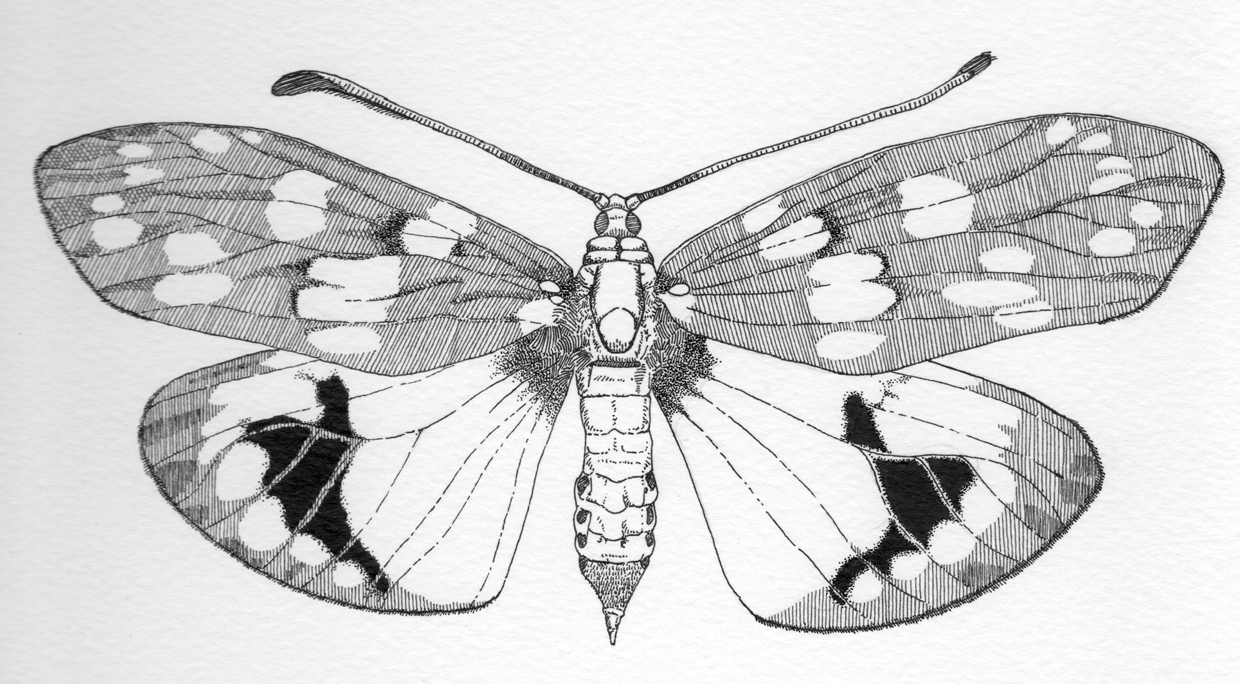 Chalcosiine moth